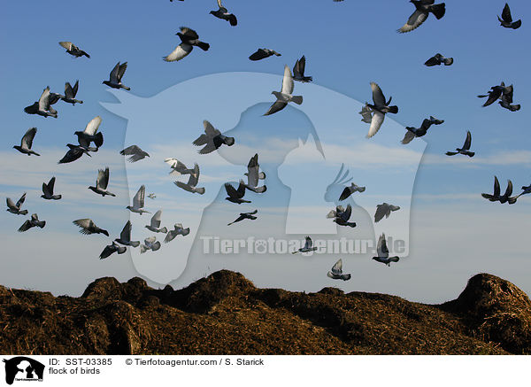 Taubenschwarm / flock of birds / SST-03385