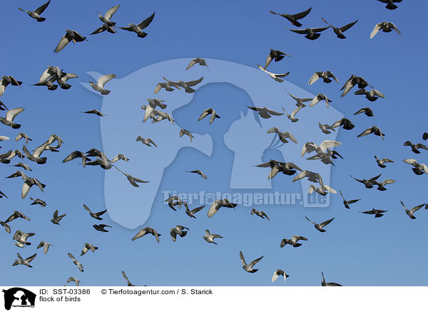 Taubenschwarm / flock of birds / SST-03386