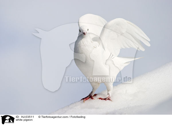 weie Taube / white pigeon / HJ-03511