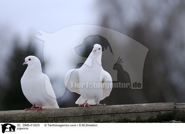 Tauben / pigeons / DMS-01825