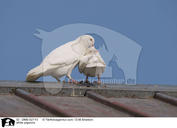 white pigeons / DMS-02710