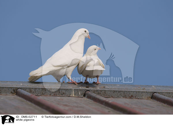 white pigeons / DMS-02711