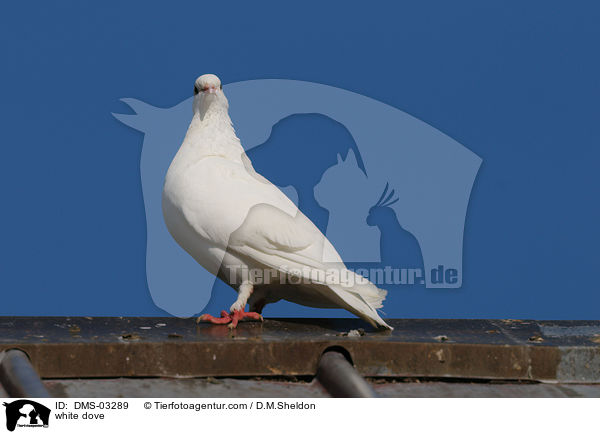 white dove / DMS-03289