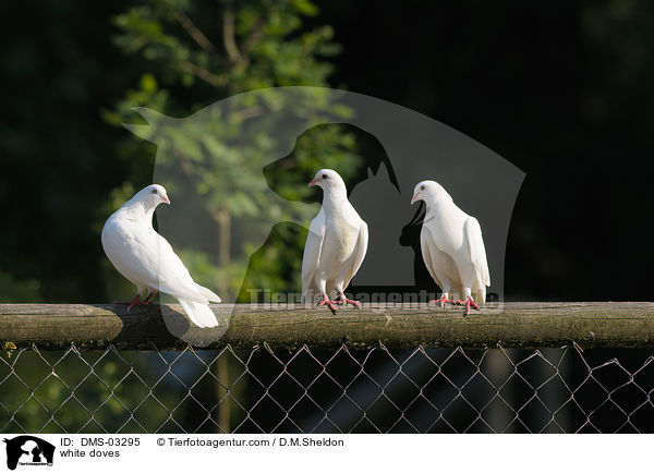 Weie Tauben / white doves / DMS-03295
