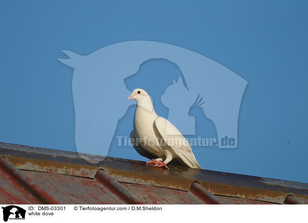 Weie Taube / white dove / DMS-03301