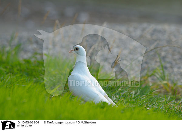 Weie Taube / white dove / DMS-03304