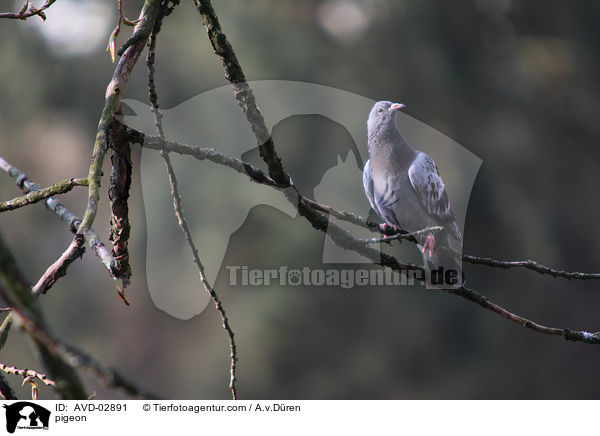 Taube / pigeon / AVD-02891