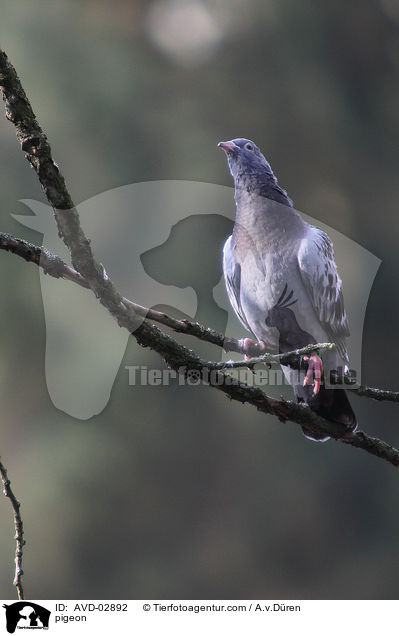 Taube / pigeon / AVD-02892