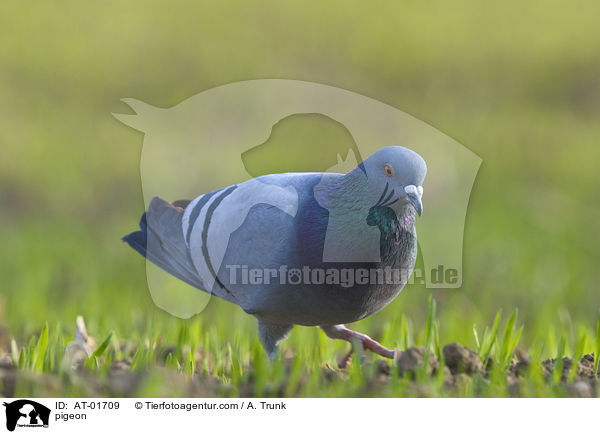 Taube / pigeon / AT-01709