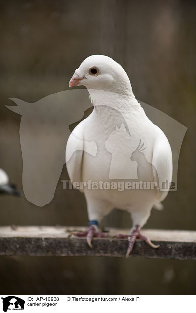 Brieftaube / carrier pigeon / AP-10938