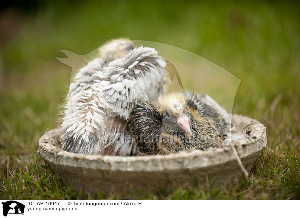 junge Brieftauben / young carrier pigeons / AP-10947