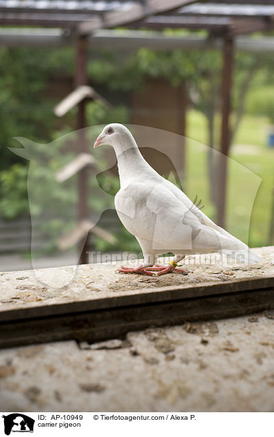 Brieftaube / carrier pigeon / AP-10949