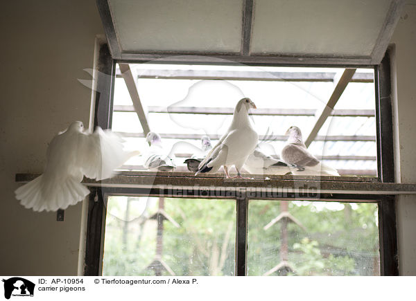 Brieftauben / carrier pigeons / AP-10954