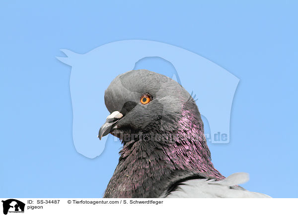 Taube / pigeon / SS-34487