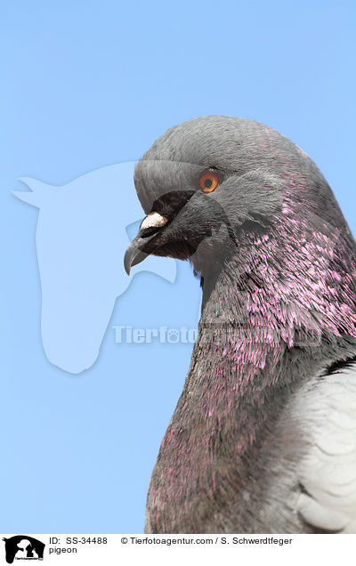 Taube / pigeon / SS-34488