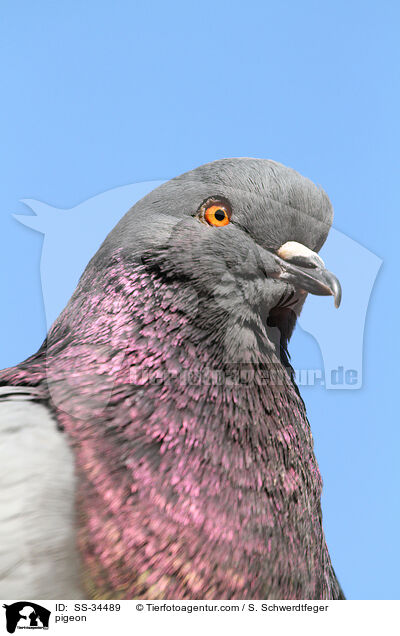 Taube / pigeon / SS-34489