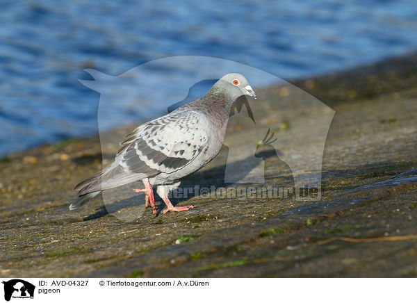 Taube / pigeon / AVD-04327
