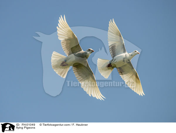flying Pigeons / FH-01049