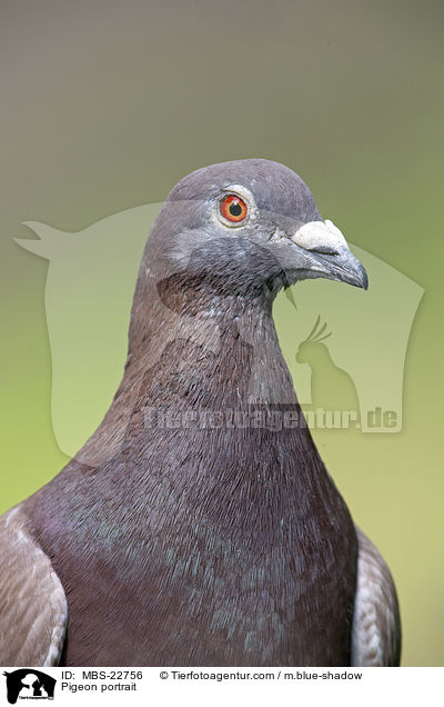 Taube Portrait / Pigeon portrait / MBS-22756