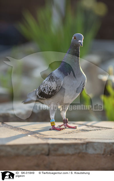 Taube / pigeon / SK-01849