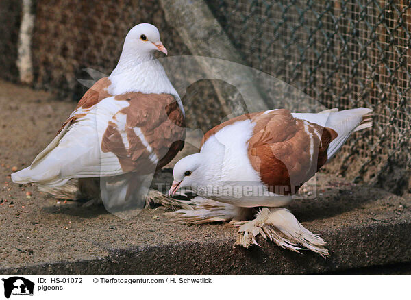 Tauben / pigeons / HS-01072