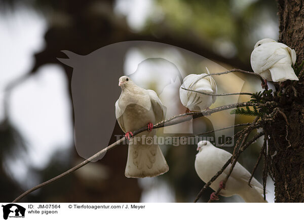 Weie Taube / white pigeon / JM-07564