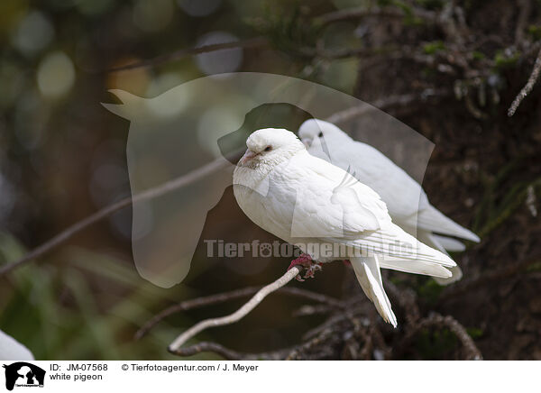 Weie Taube / white pigeon / JM-07568