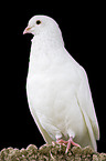 white pigeon