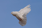 white pigeon