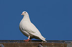 white dove