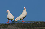 white doves