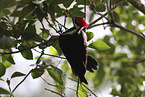 Pileated Woodpecker