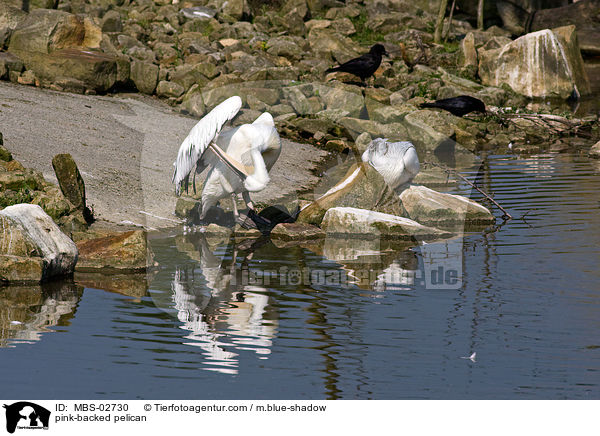 Rtelpelikan / pink-backed pelican / MBS-02730