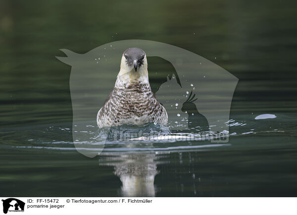 Spatelraubmwe / pomarine jaeger / FF-15472