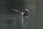 pomarine jaeger