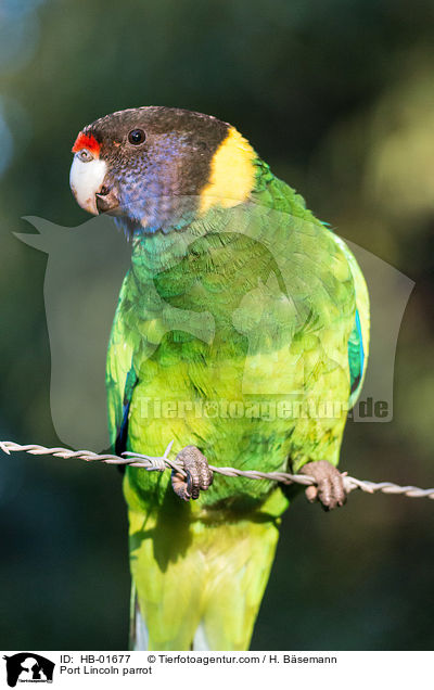 Port Lincoln parrot / HB-01677