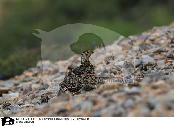 Alpenschneehhner / snow chicken / FF-05155