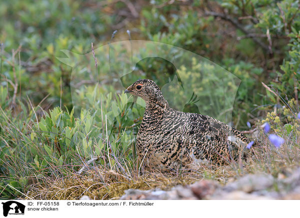 Alpenschneehuhn / snow chicken / FF-05158