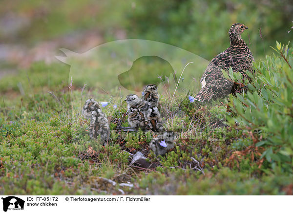 Alpenschneehuhn / snow chicken / FF-05172