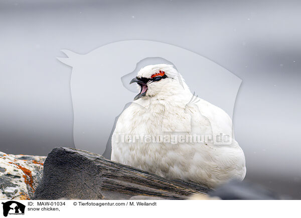 Alpenschneehuhn / snow chicken, / MAW-01034