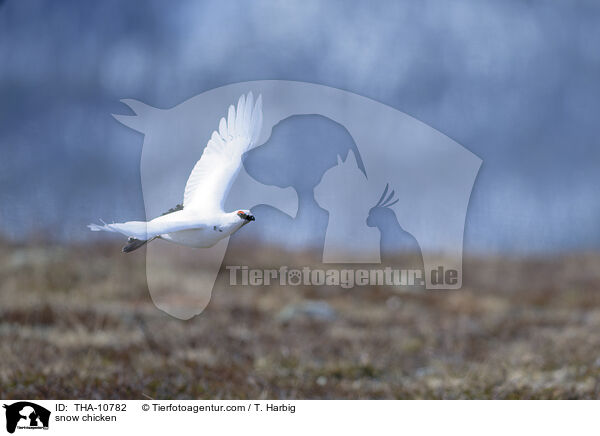 Alpenschneehuhn / snow chicken / THA-10782