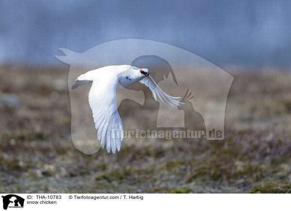 Alpenschneehuhn / snow chicken / THA-10783