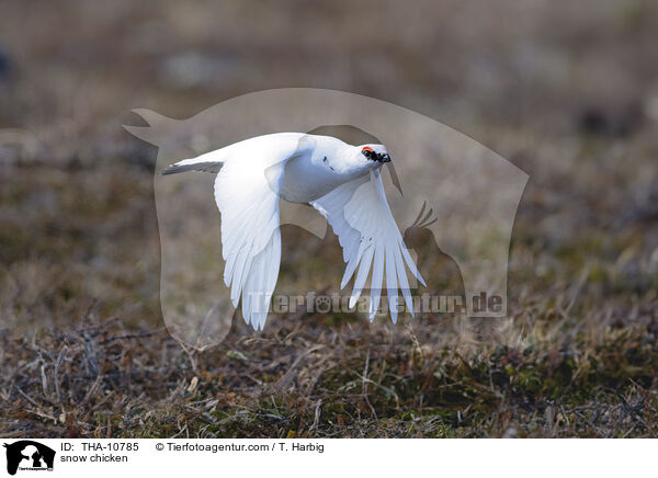 Alpenschneehuhn / snow chicken / THA-10785