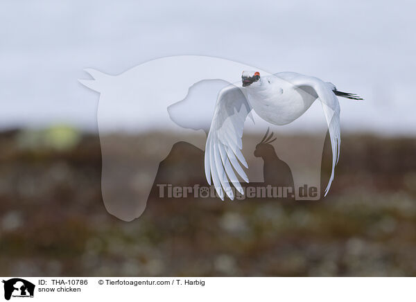 Alpenschneehuhn / snow chicken / THA-10786