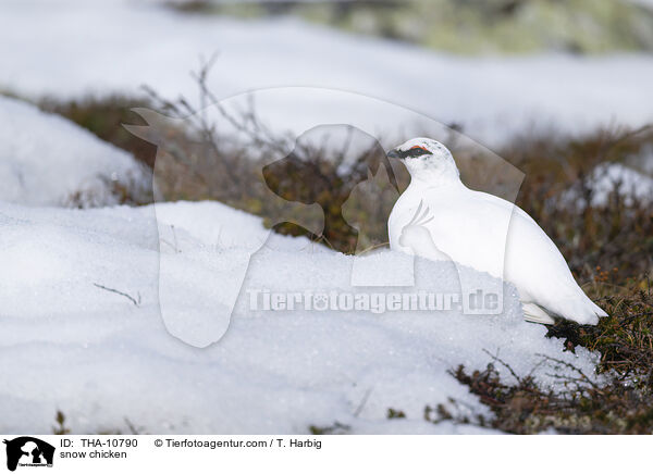 Alpenschneehuhn / snow chicken / THA-10790