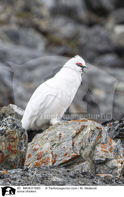 Alpenschneehuhn / snow chicken / MAW-01880