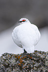 snow chicken