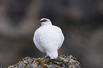 snow chicken