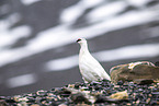 snow chicken,