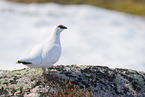 snow chicken